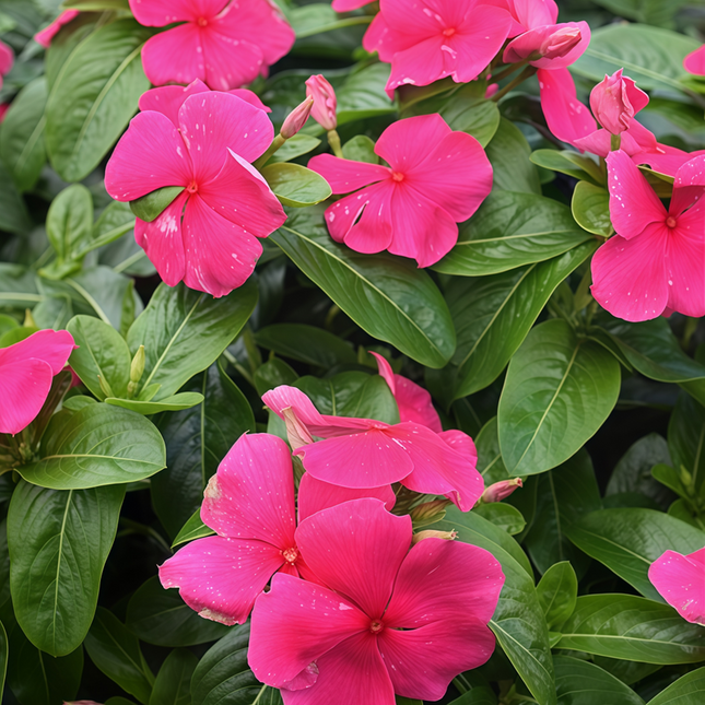 Catharanthus Roseus 'Rose Red' Ornamental Seeds