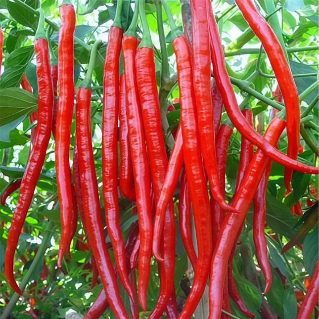 Capsicum annuum var. conoides 'Line Corner Red' Hot Pepper Seeds