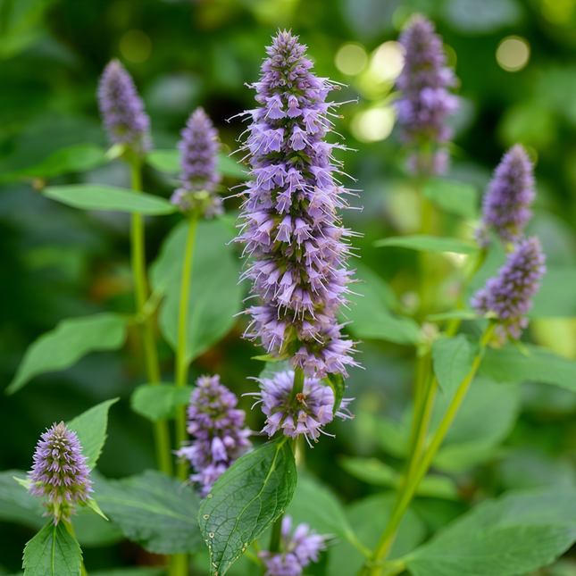 Agastache Rugosa 'Blue' Korean Mint Seeds