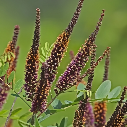 Amorpha fruticosa 'False Indigo' Shrub & Soil Stabilizer Seeds