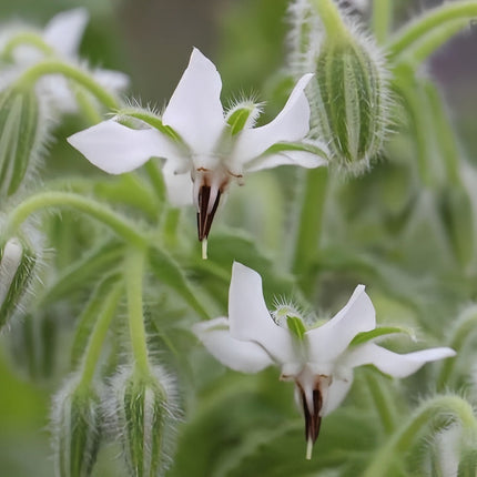 Borago Officinalis 'White' Ornamental Borage Seeds