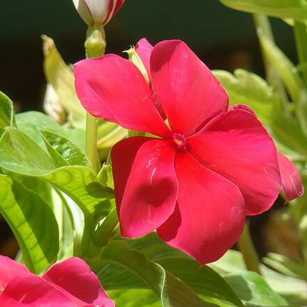 Catharanthus Roseus 'Red' Bright Vinca Seeds