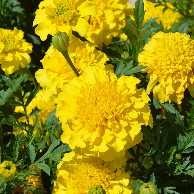 Tagetes Erecta 'Bright Orange' Marigold Seeds