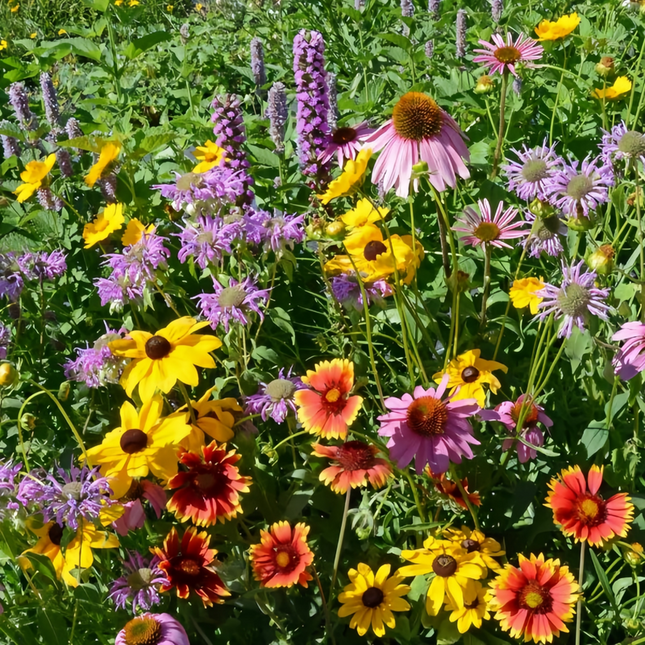 Dwarf Flower Combination Mix Seeds