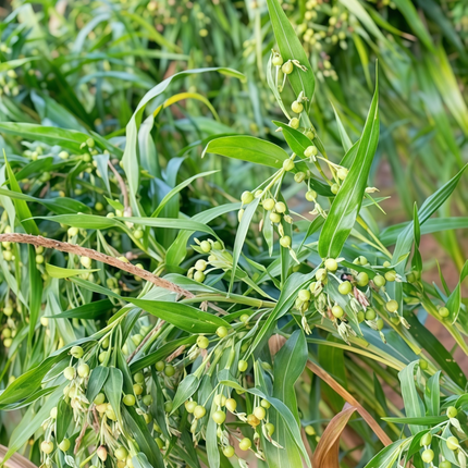 Coix lacryma-jobi var. ma-yuen ‘Job’s Tears’ Ornamental Grain Seeds