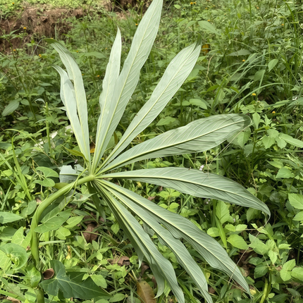Arisaema heterophyllum ‘Crow-Dipper’ Unique Tuberous Plant Seeds