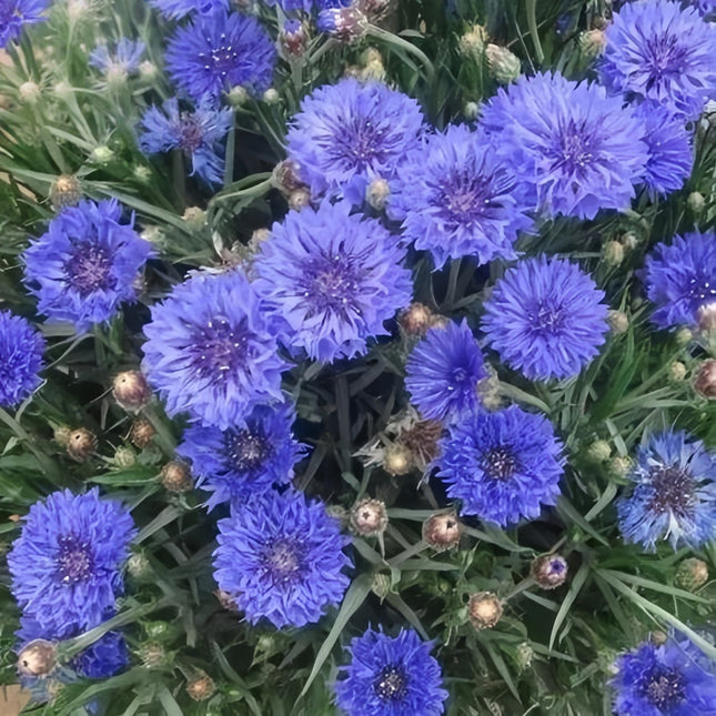 Classic Blue Cornflower Seeds- Centaurea Cyanus