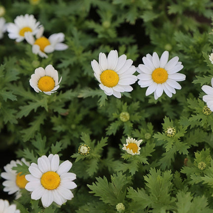Anthemis Tinctoria 'White' Chamomile Bloom Seeds
