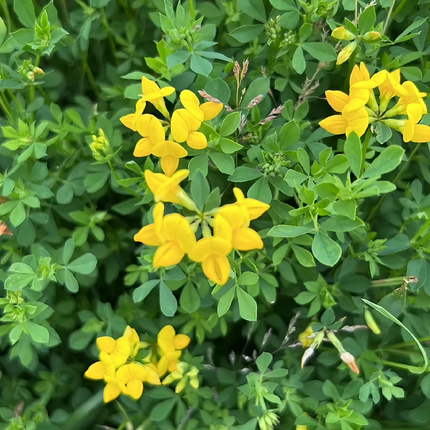 Lotus corniculatus 'Birdsfoot Trefoil' Forage Seeds