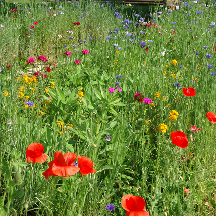 Seasonal Bloom Flower Combination Mix Seeds