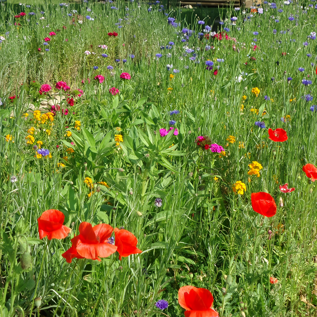 Seasonal Bloom Flower Combination Mix Seeds