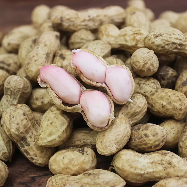 Arachis hypogaea 'Peanut' Legume Seeds