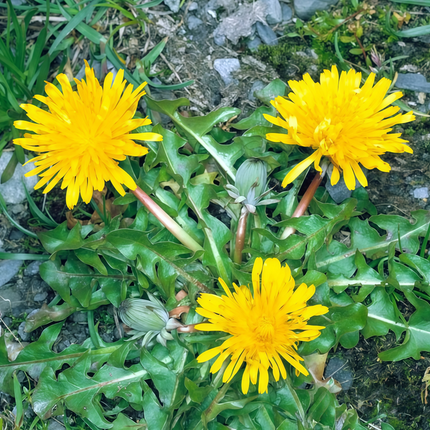 Taraxacum mongolicum ‘Mongolian Dandelion’ Edible & Botanical Seeds
