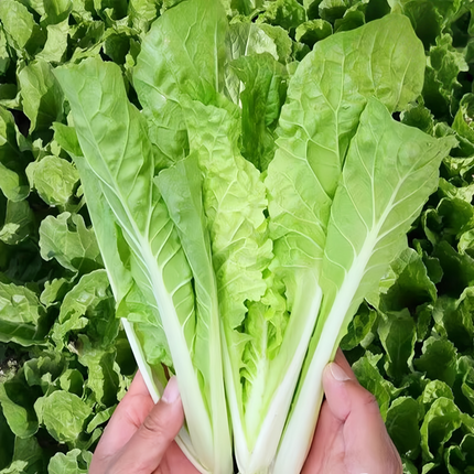Brassica oleracea var. capitata 'Early Maturing' Cabbage Seeds