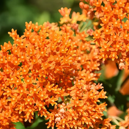 Asclepias Curassavica 'Tangerine' Butterfly Garden Seeds