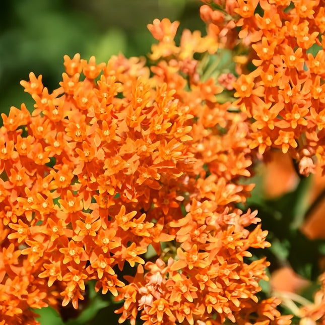 Asclepias Curassavica 'Tangerine' Butterfly Garden Seeds