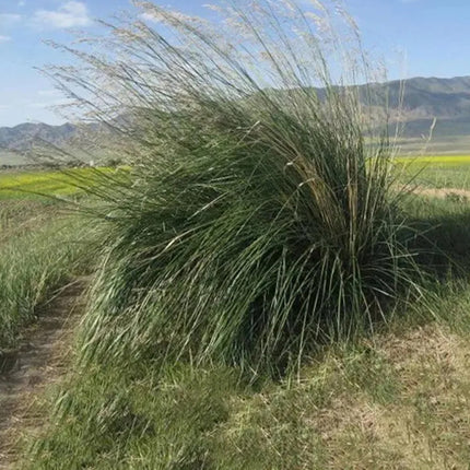 Achnatherum Splendens 'Premium' Ornamental Grass Seeds