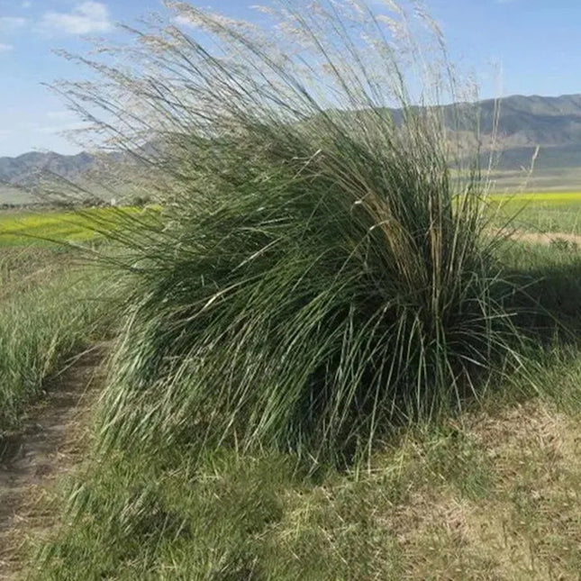 Achnatherum Splendens 'Premium' Ornamental Grass Seeds