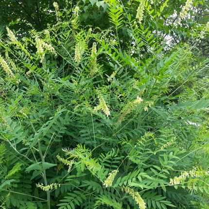 Sophora flavescens 'Ku Shen' Medicinal Root Seeds