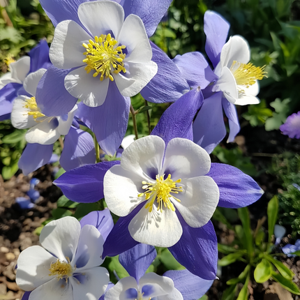 Aquilegia Vulgaris 'Blue' Classic Columbine Seeds