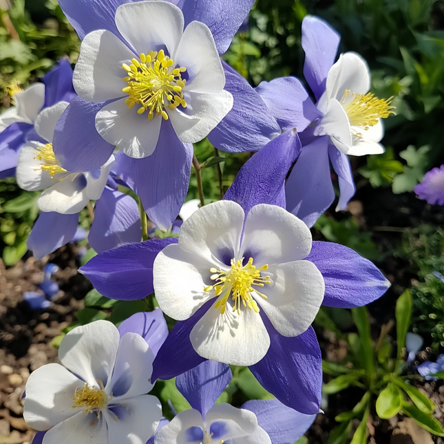 Aquilegia Vulgaris 'Blue' Classic Columbine Seeds