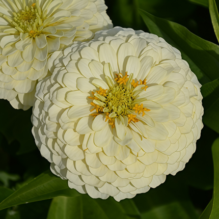 Zinnia Elegans 'White' Classic Zinnia Seeds