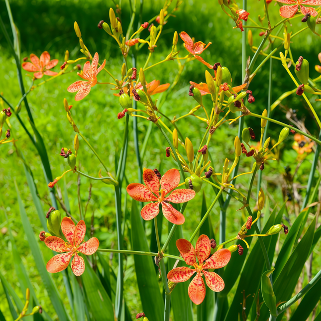 Iris Domestica 'Tangerine' Leopard Flower Seeds