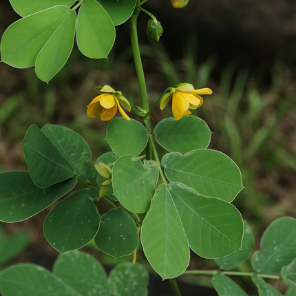 Thermopsis lanceolata ‘Golden Banner’ Wild Perennial Legume Seeds