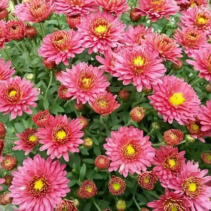 Callistephus Chinensis 'Red' China Aster Seeds