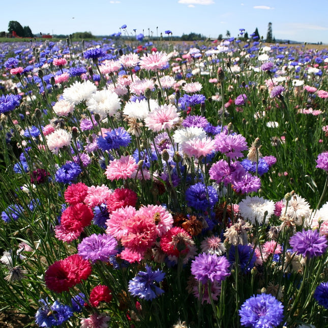 Wild Meadow Cornflower Mix Seeds - Centaurea Cyanus
