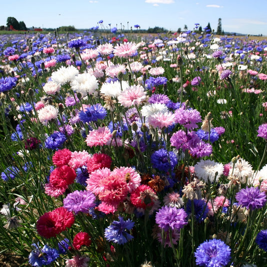 Wild Meadow Cornflower Mix Seeds - Centaurea Cyanus