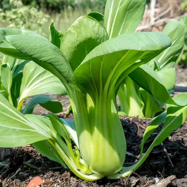 Brassica rapa var. chinensis 'Pak Choi' Bok Choy Seeds