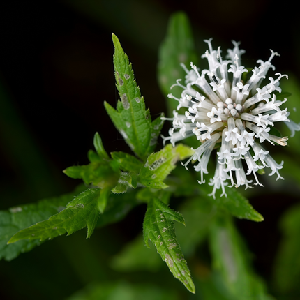 Adenophora tetraphylla ‘Fourleaf Ladybell’ Perennial Herb Seeds