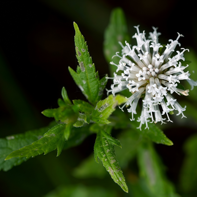 Adenophora tetraphylla ‘Fourleaf Ladybell’ Perennial Herb Seeds