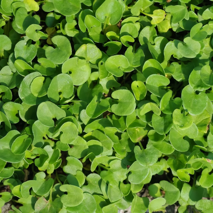 Dichondra repens 'Dichondra' Ground Cover Seeds