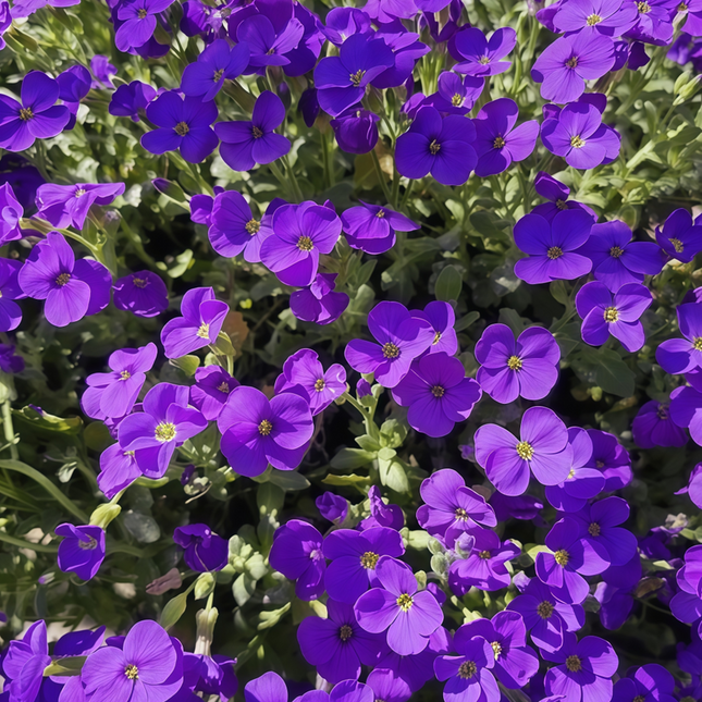 Viola Cornuta 'Little Blue' Dwarf Viola Seeds