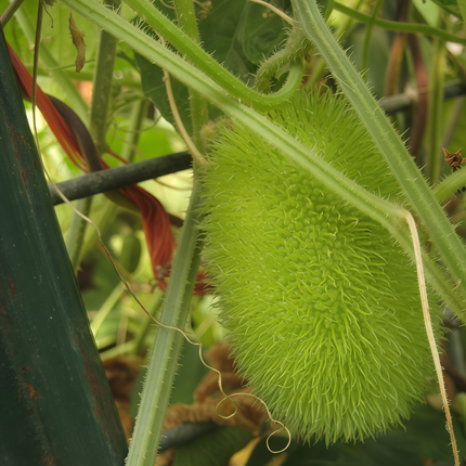 Cucumis sativus 'Yellow' Lemon Cucumber Seeds
