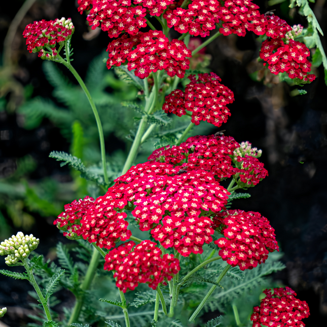 Achillea Millefolium 'Red' Yarrow Flower Seeds