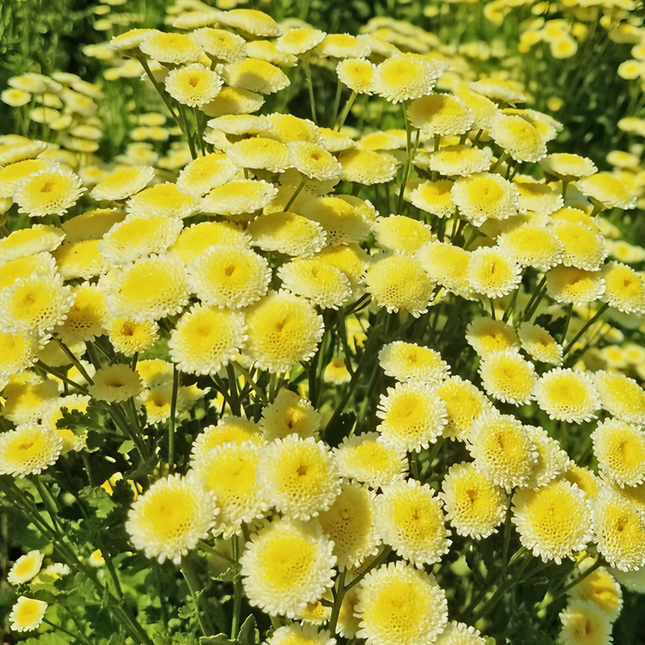 Pyrethrum Parthenium 'Faint Yellow' Botanical Seeds