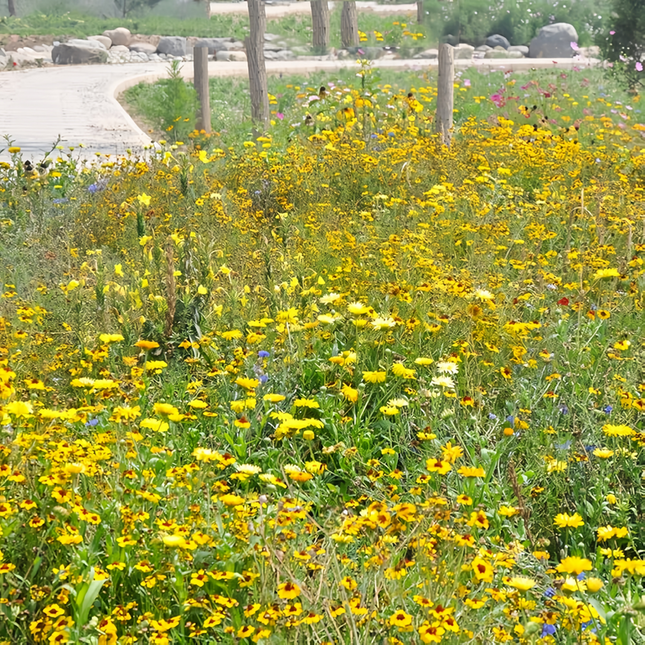 Golden Yellow Flower Combination Mix Seeds