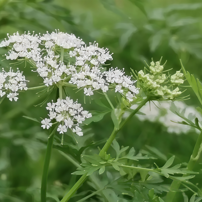Cnidium monnieri ‘Jashoshi’ Annual Botanical Herb Seeds
