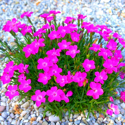Dianthus 'Rose Red' Ornamental Seeds