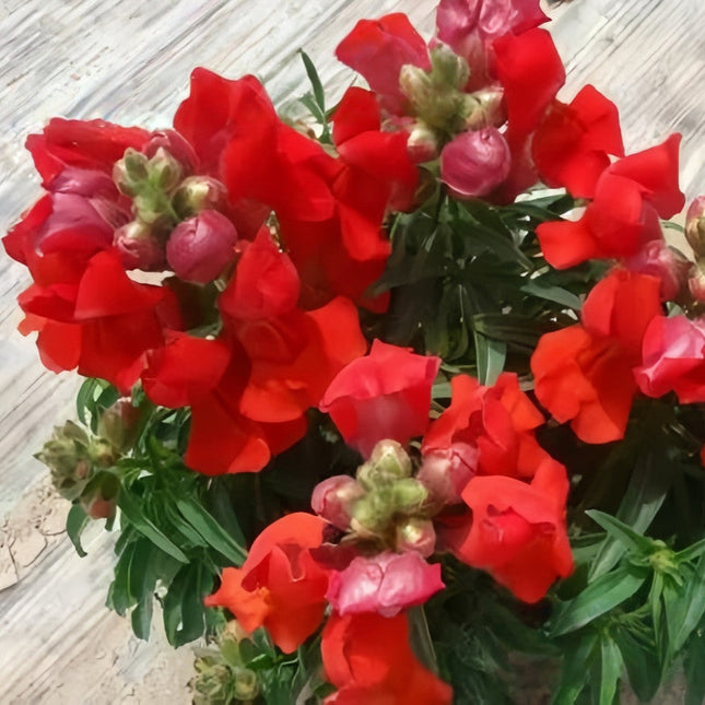 Antirrhinum Majus 'Red' Snapdragon Flower Seeds