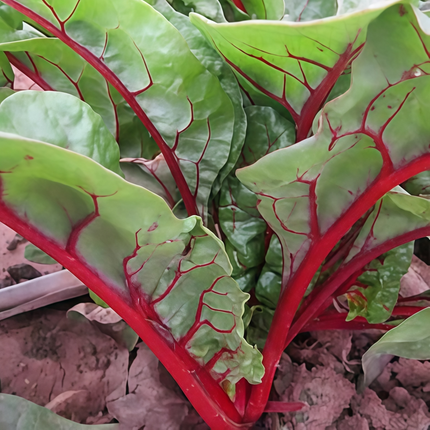 Beta vulgaris subsp. vulgaris 'Green Leaf Red Vein' Chard Seeds