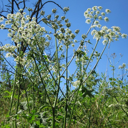 Saposhnikovia divaricata 'Fang Feng' Medicinal Root Seeds