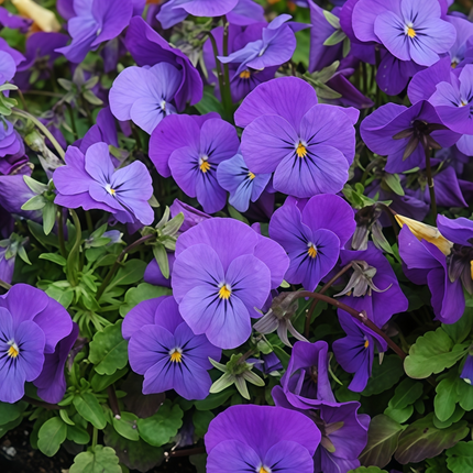 Viola Cornuta 'Blue' Classic Blue Pansy Seeds
