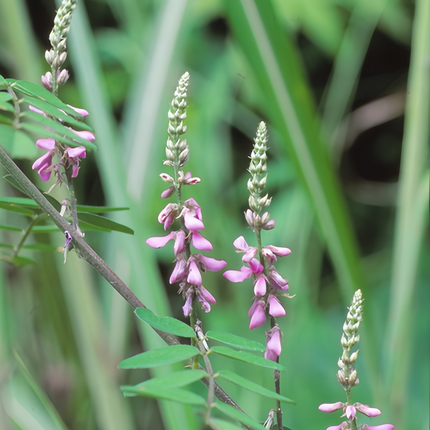 Indigofera pseudotinctoria 'Indigo' Dye Plant Seeds