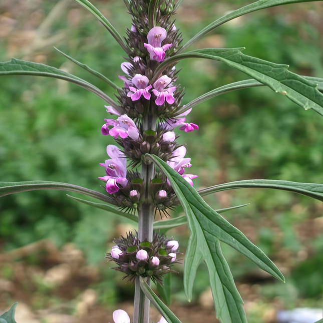 Leonurus japonicus ‘Motherwort’ Traditional Garden Herb Seeds