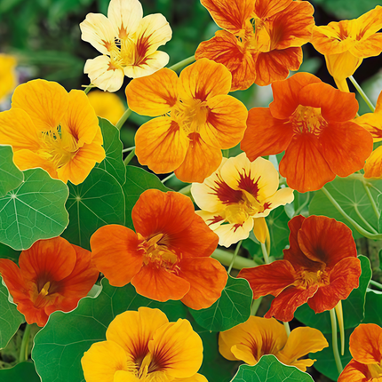 Tropaeolum Majus 'Orange' Garden Nasturtium Seeds