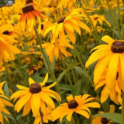 Rudbeckia Hirta 'Mix' Coneflower Seeds